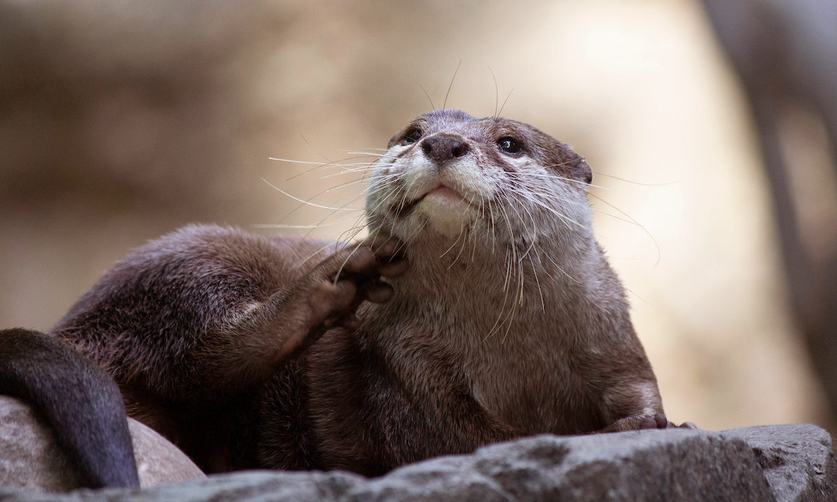 Member Mornings: Otters
