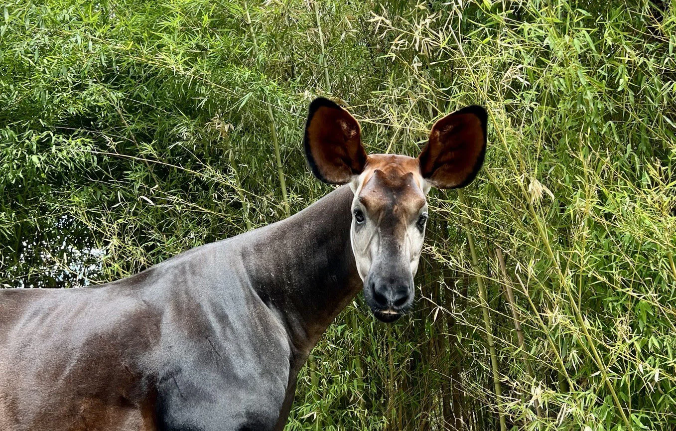 Planned Giving | Dallas Zoo
