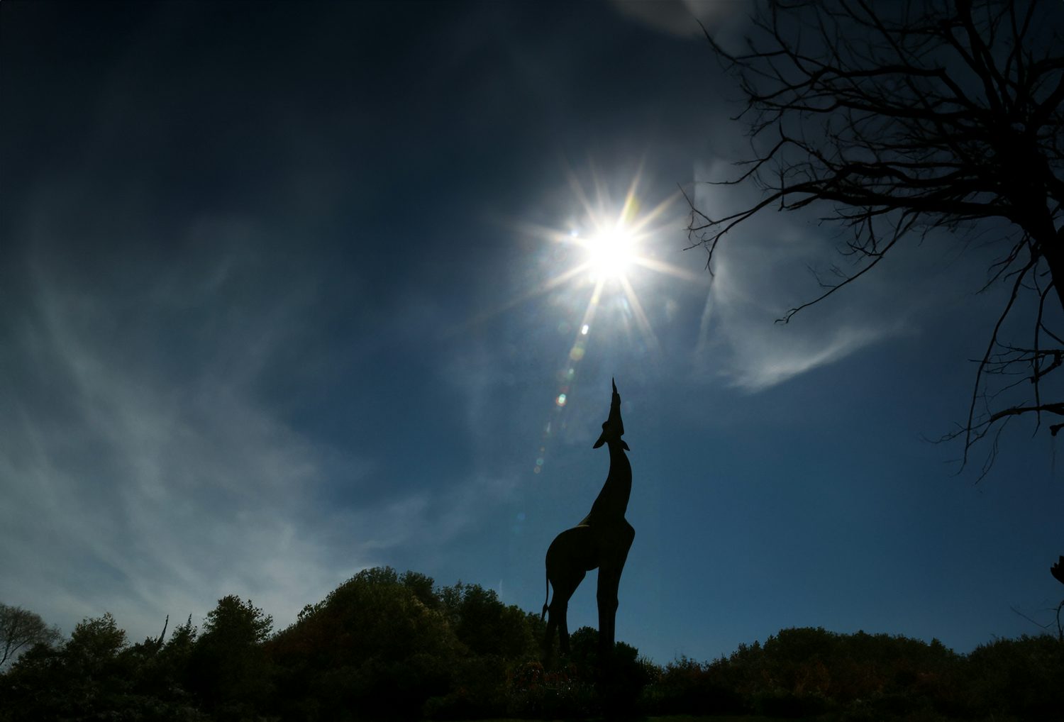 Member Mornings: Eclipse | Dallas Zoo