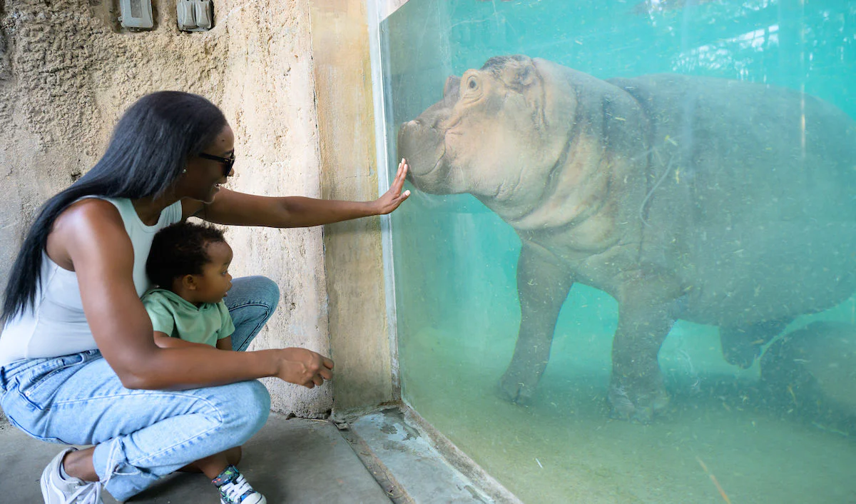 Mother and small child watching a hippo at the glass at the Simmons Hippo Outpost