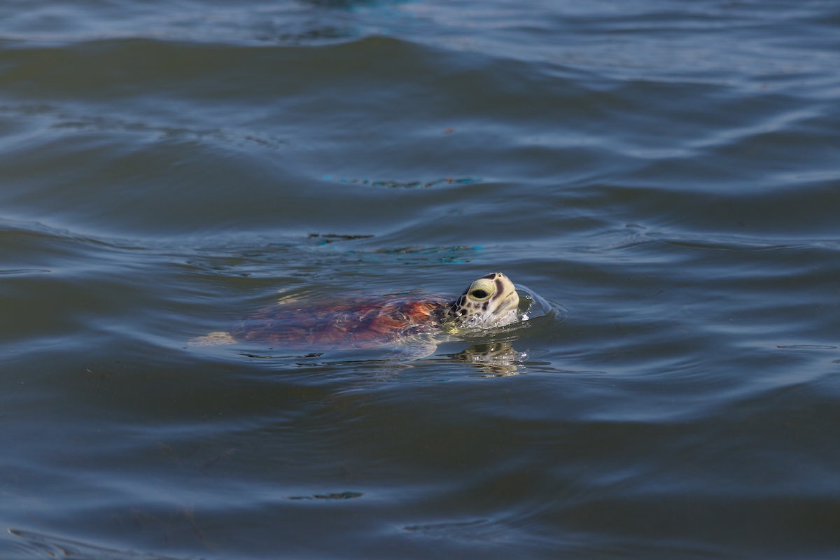 A sea turtle in the ocean photographed during Saving Sea Turtles trip 2023
