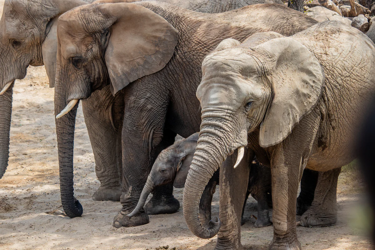 Herd of african elephants