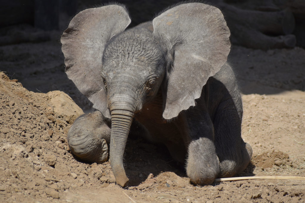 1 week old african elephant Okubili