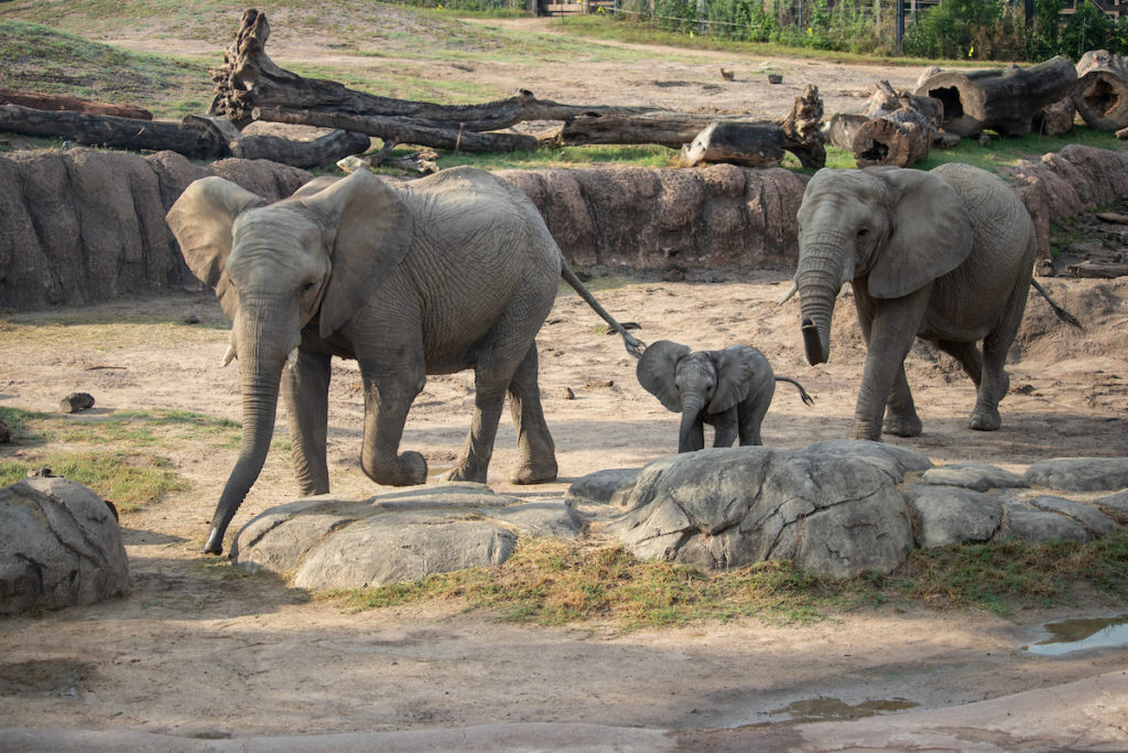 3 months old african elephant Okubili