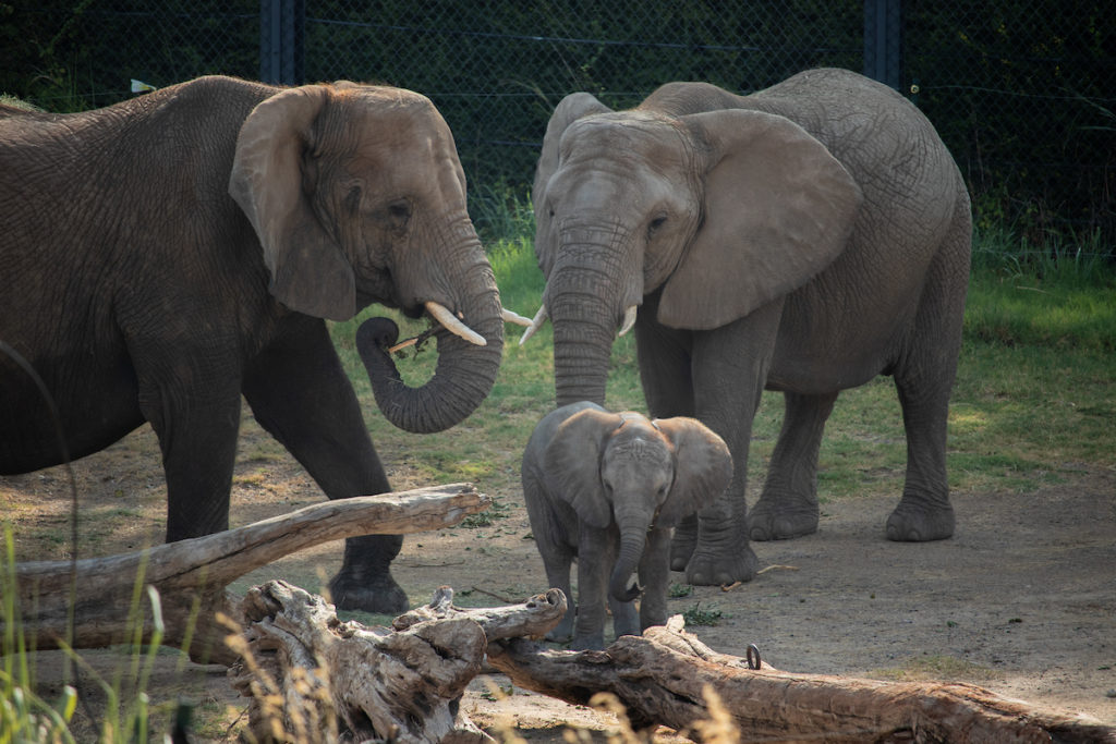 6 months old african elephant Okubili