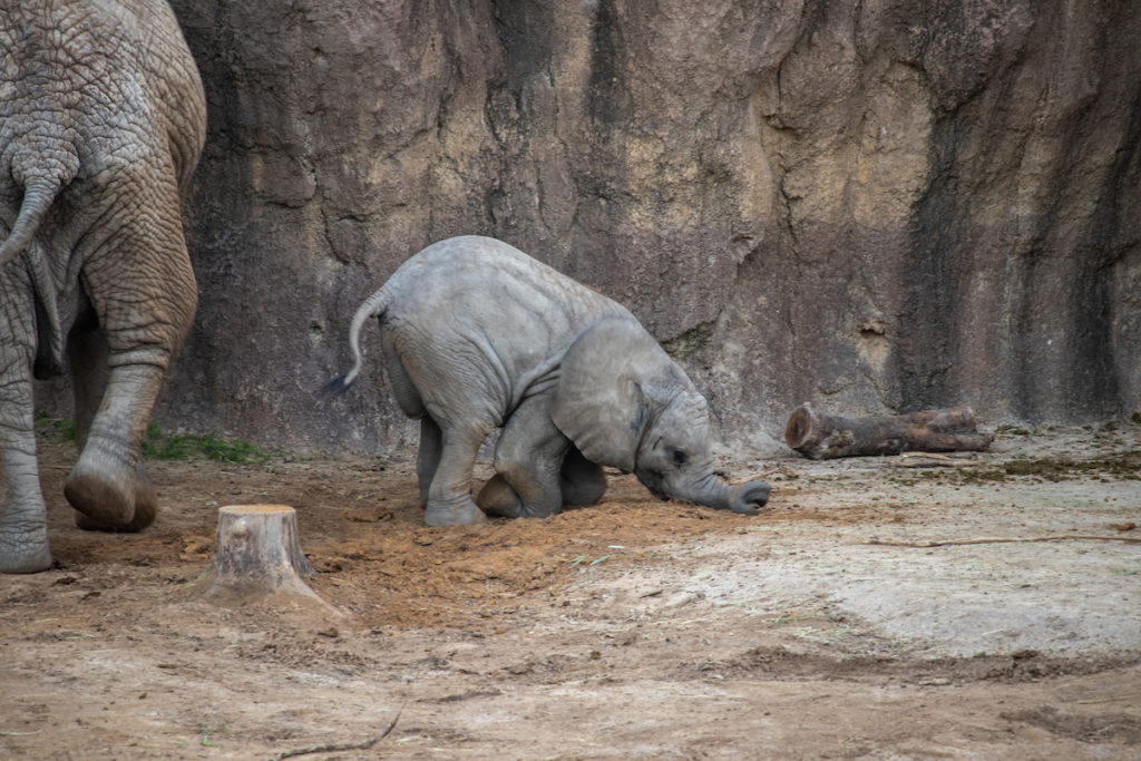 9 months old african elephant Okubili