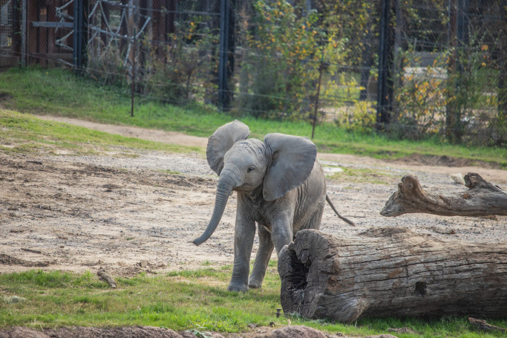 10 months old african elephant Okubili