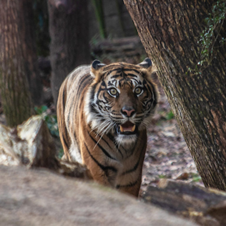 Tiger Diburu in habitat at the Dallas Zoo