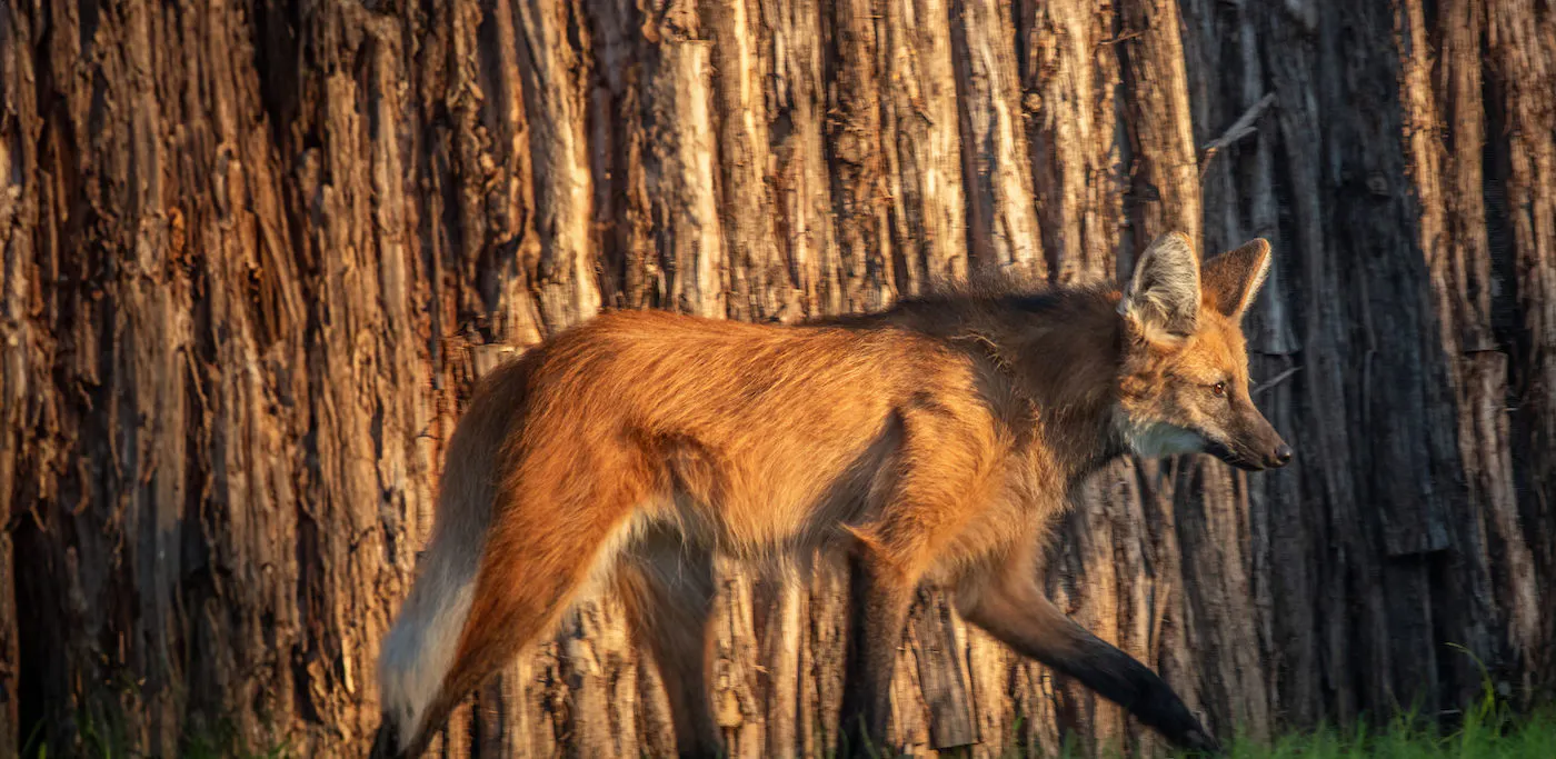 Maned Wolf walking through habitat at the Dallas Zoo