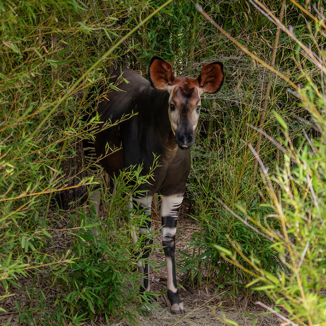 Okapi standing in trees and brush
