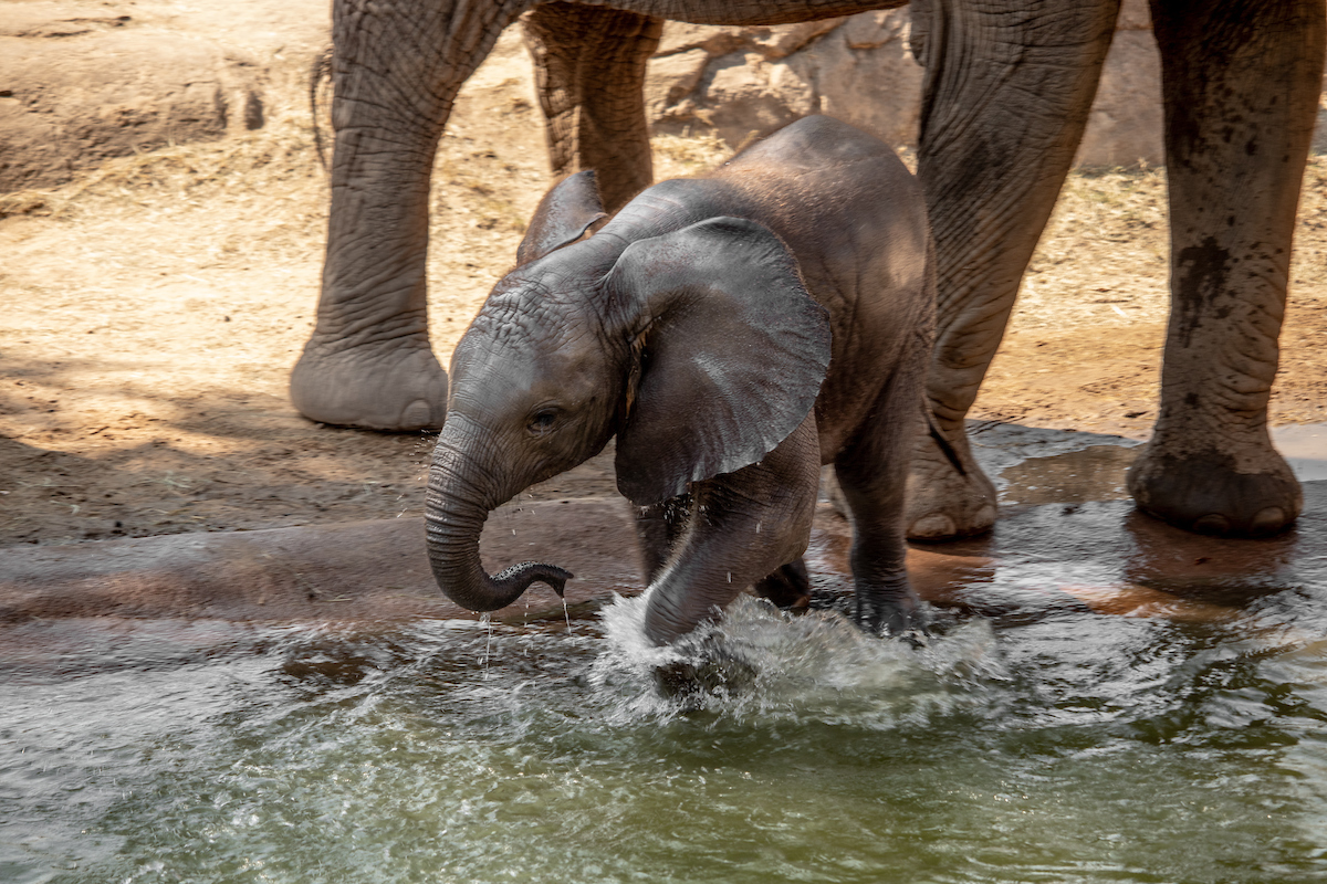 You searched for map | Dallas Zoo