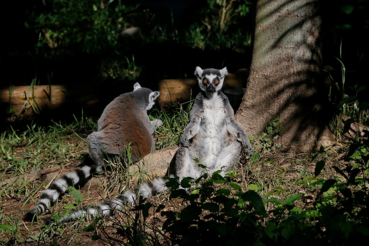  Discover the Ultimate Petting Zoo in Long Beach: A Family Adventure Awaits!