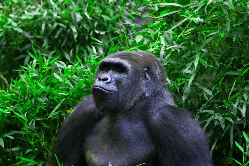 Dallas Zoo Asha the gorilla