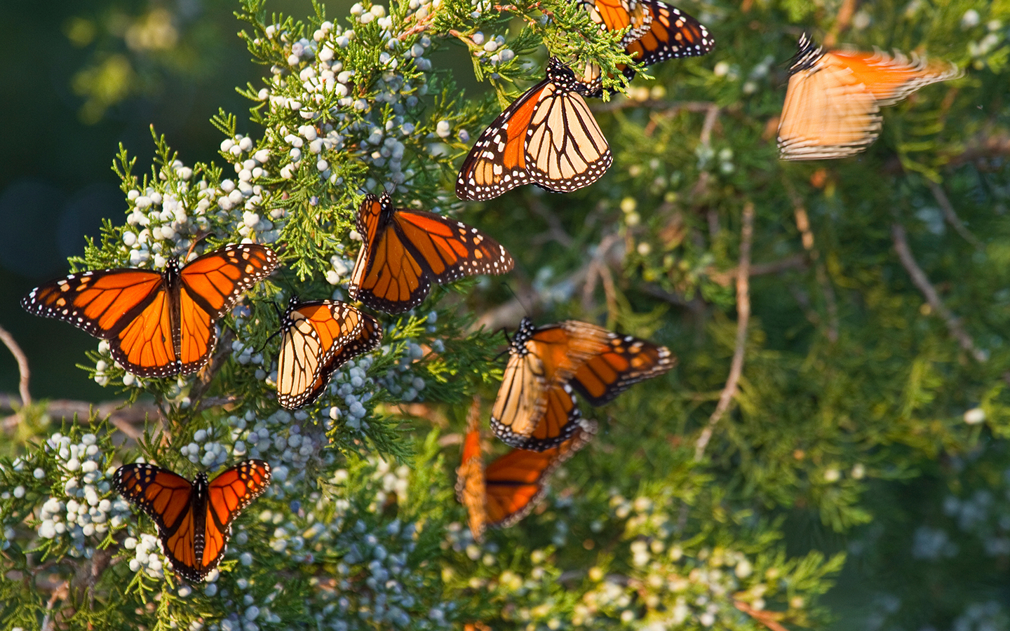 President’s Circle Party: I Spy Butterflies