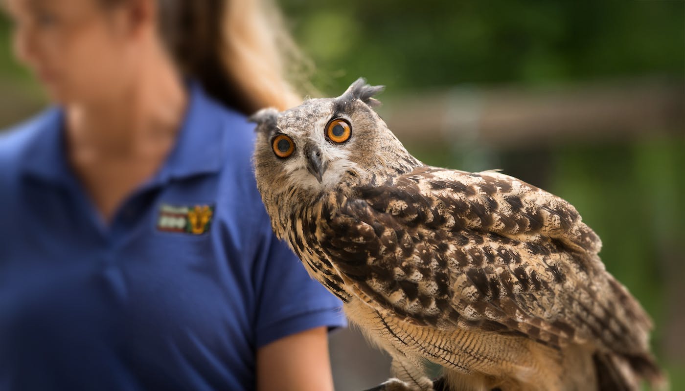 Dallas Zoo Animal Adventures Outreach