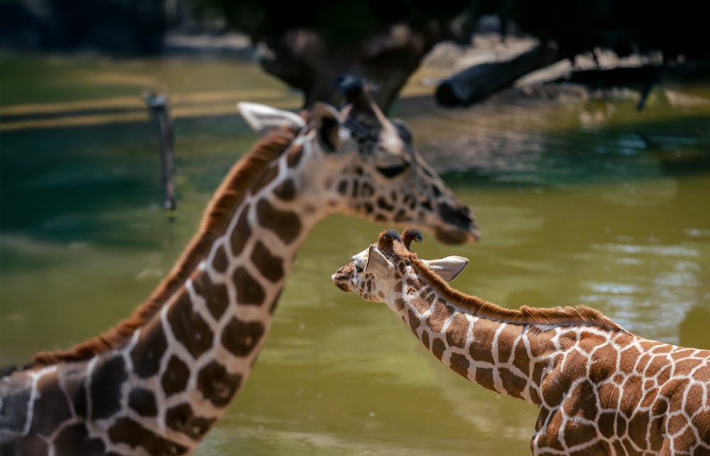 giraffes