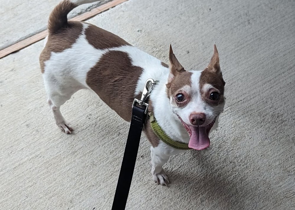 dog days at the dallas zoo. dog on a leash at the zoo