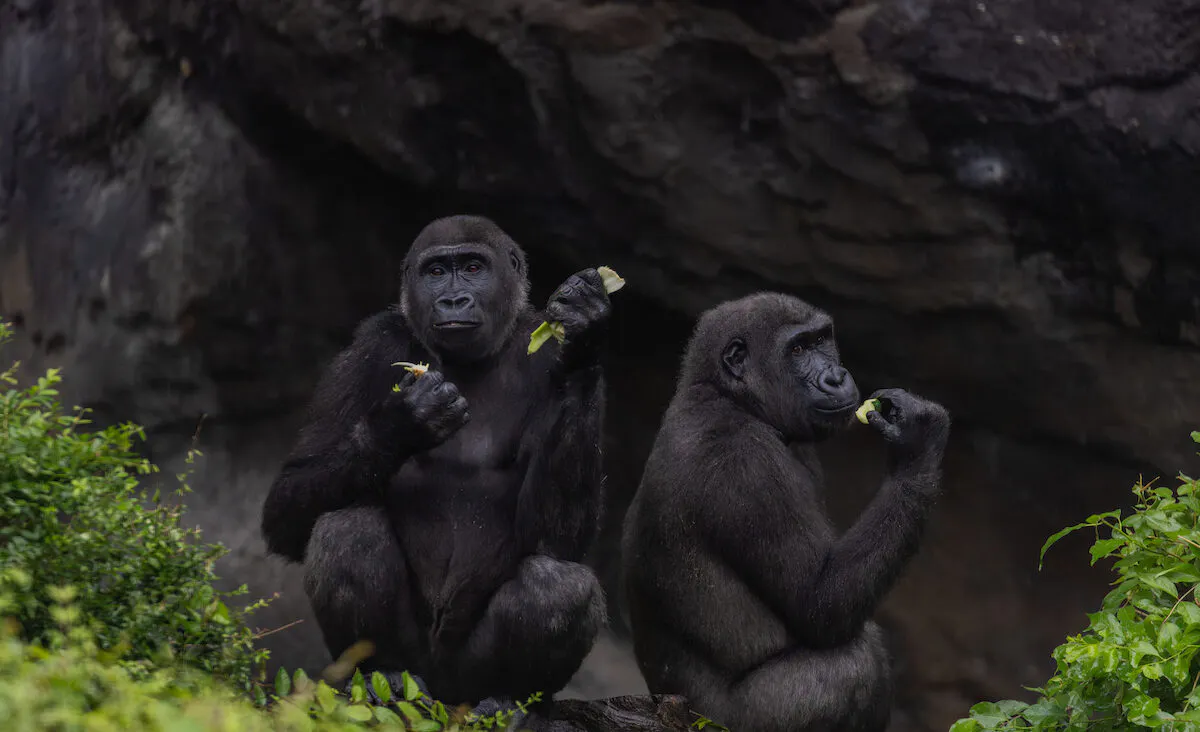 Gorillas