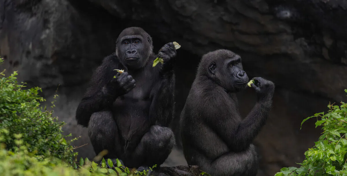 Gorillas