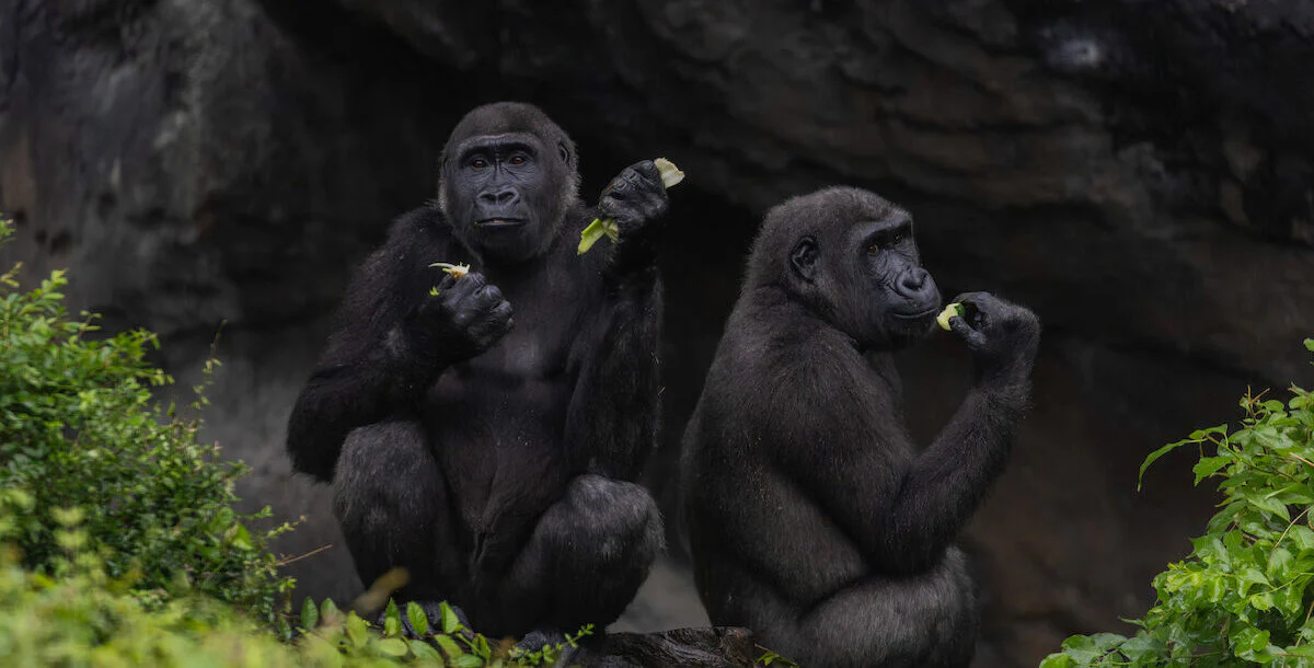 Gorillas
