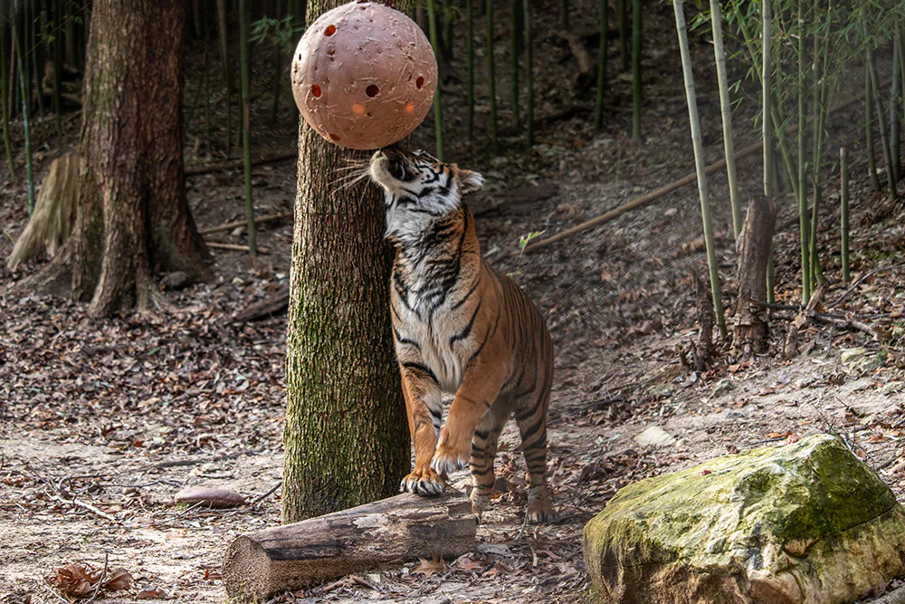 Diburu, Tiger, enrichment