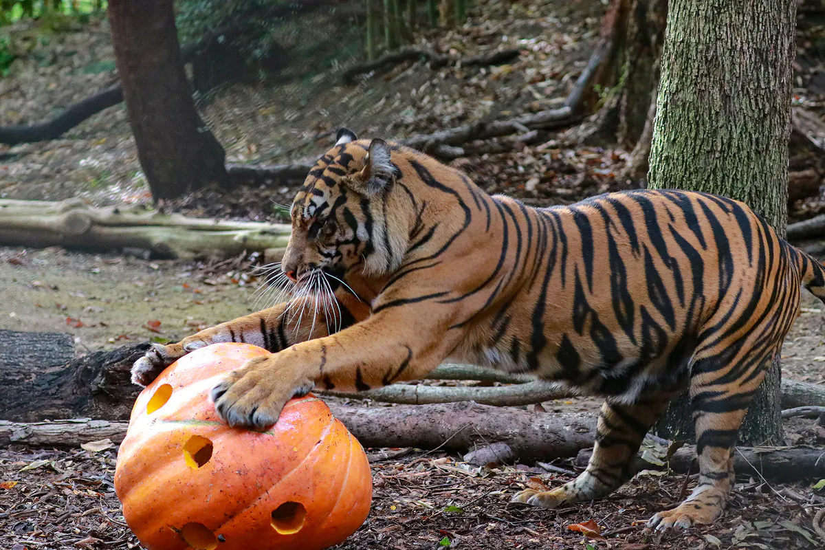 tiger, pumpkin