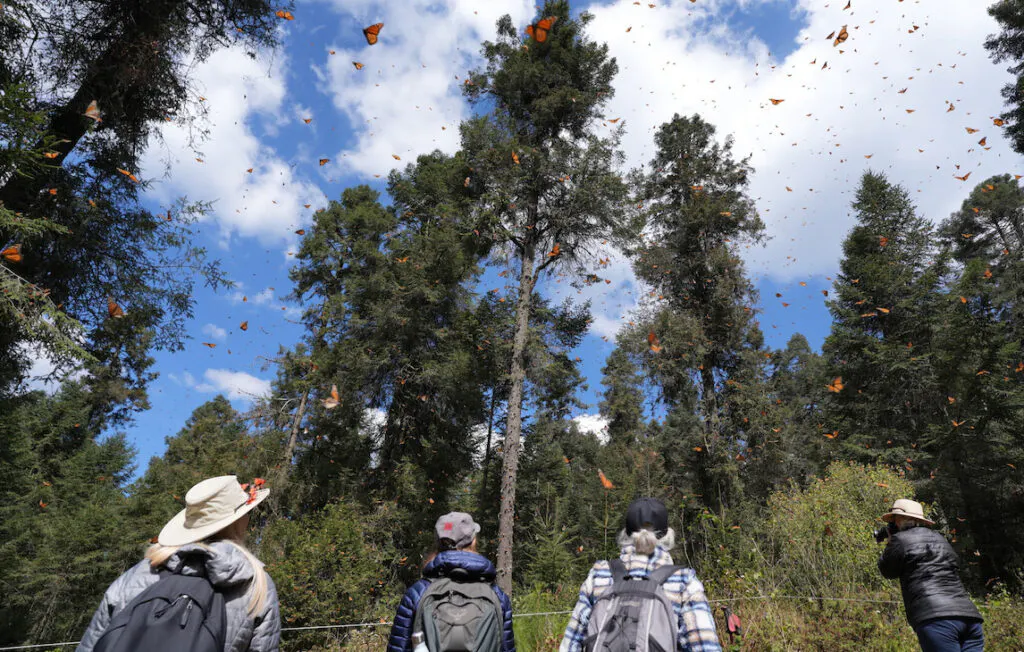 Monarchs of Mexico